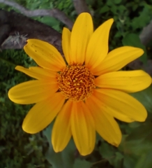 Tithonia tubaeformis