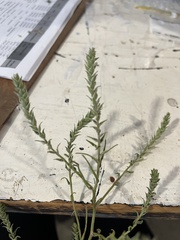 Corispermum americanum