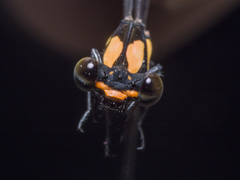 Nososticta impercepta