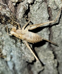 Tettigoniinae