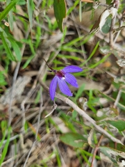 Cyanicula caerulea