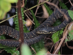 Nerodia fasciata pictiventris
