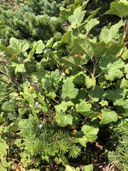 Ribes viscosissimum