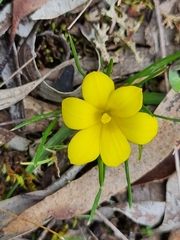 Moraea fugacissima