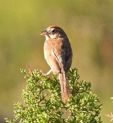 Aimophila ruficeps