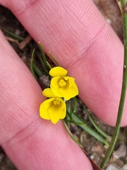 Moraea fugacissima