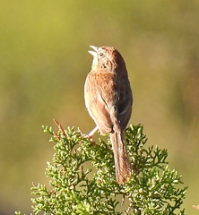 Aimophila ruficeps
