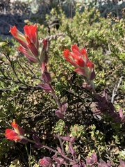 Castilleja latifolia