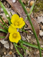 Moraea fugacissima