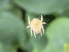 Araneidae