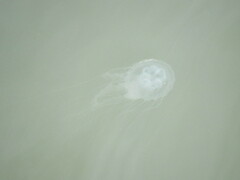 Chrysaora chesapeakei