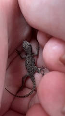 Sceloporus consobrinus