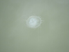 Chrysaora chesapeakei