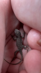 Sceloporus consobrinus