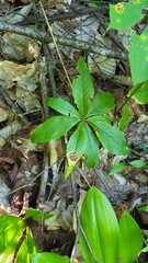 Lysimachia borealis