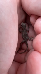 Sceloporus consobrinus