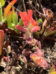 Castilleja latifolia
