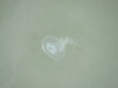 Chrysaora chesapeakei