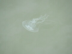 Chrysaora chesapeakei