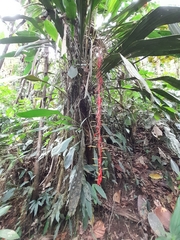 Pitcairnia stevensonii