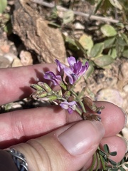 Astragalus hallii fallax