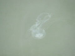 Chrysaora chesapeakei