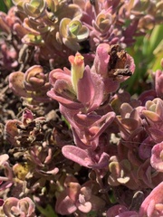 Castilleja latifolia