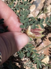 Astragalus hallii fallax