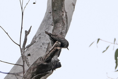 Daphoenositta chrysoptera