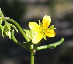 Roepera billardierei