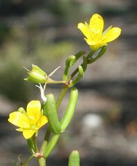 Roepera billardierei