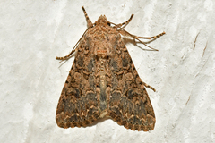 Anarta trifolii