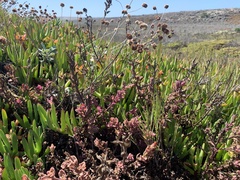 Castilleja latifolia