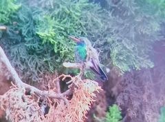 Cynanthus latirostris