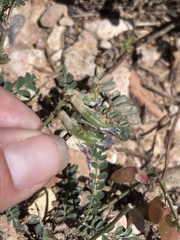 Astragalus hallii fallax