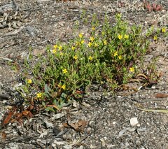 Roepera billardierei