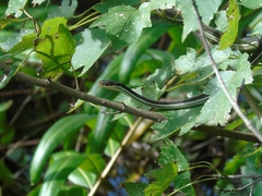 Thamnophis saurita sackenii