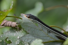 Thamnophis saurita sackenii