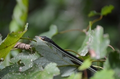 Thamnophis saurita sackenii
