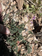 Astragalus hallii fallax