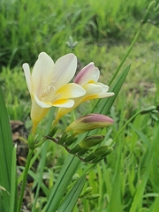 Freesia