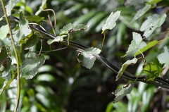 Thamnophis saurita sackenii