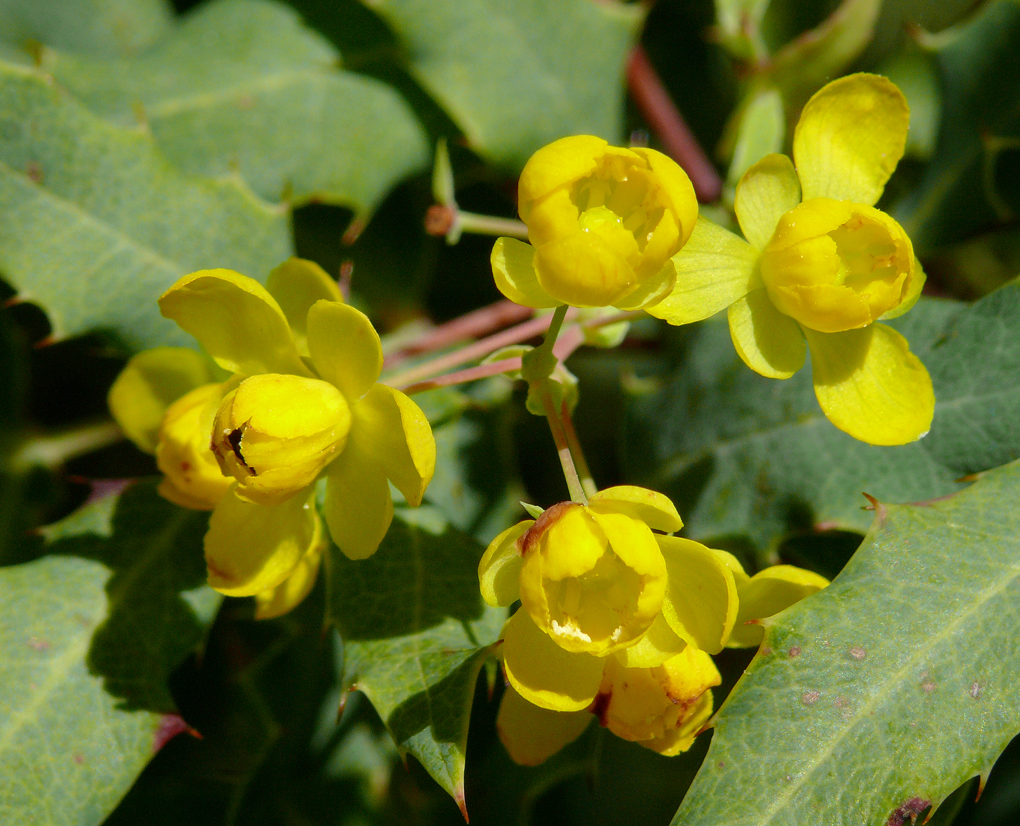 Berberis nevinii