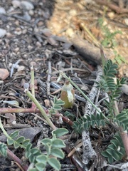 Astragalus hallii fallax