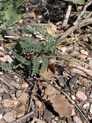 Astragalus hallii fallax