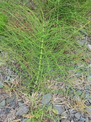 Equisetum