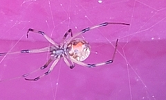 Latrodectus geometricus