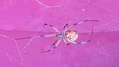 Latrodectus geometricus