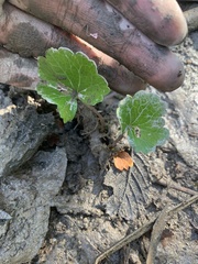 Sidalcea hendersonii