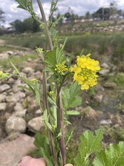 Brassica juncea